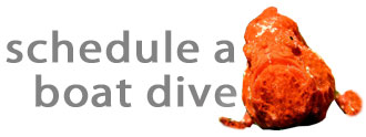 Welcome to the Dive Animals Scuba Diving Club website